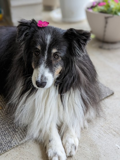 A little black and white Sheltie girl dog sitting on her porch.