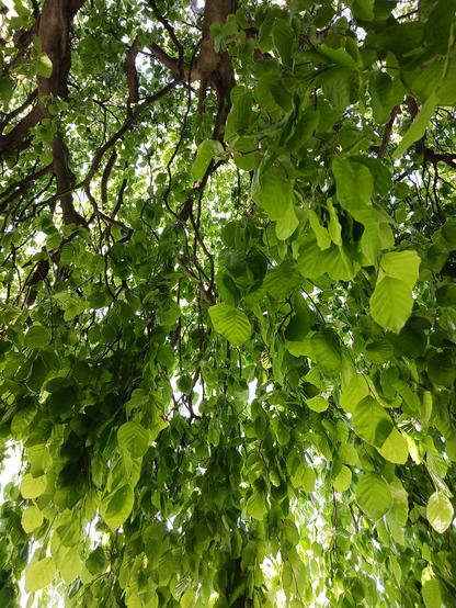 The image is an attempt to capture the branches and back lit leaves of the tree.  The range of color is remarkable from lime green to the shadowed deep green.  These first spring leaves are layered in such an abundance that I am reminded of a luscious fabric. 

from the website:  
‘Pendula’ is a weeping cultivar that typically grows to 35-50' tall. It originated in England in about 1836. Lots of variation in shape between specimens. It typically is seen in two different forms: (1) upright central trunk that droops at the top with major branches extending outward horizontally before drooping sharply downward, sometimes reaching the ground, and (2) broad crown with spreading main branches and drooping side branches. Cultivar name comes from the Latin word meaning "hanging down" in obvious reference to the drooping plant branches. https://www.missouribotanicalgarden.org/PlantFinder/PlantFinderDetails.aspx?taxonid=245712