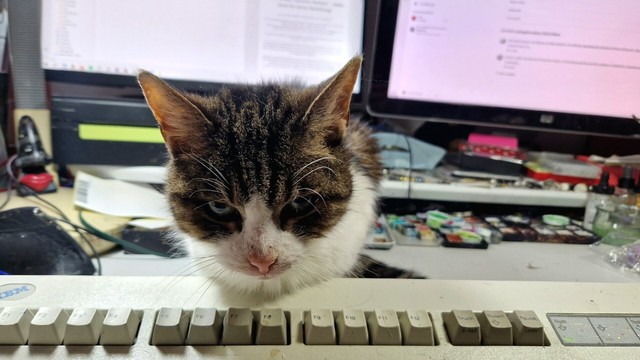 Katze sitzt mit vermeintlich strengem Blick vor der Tastatur