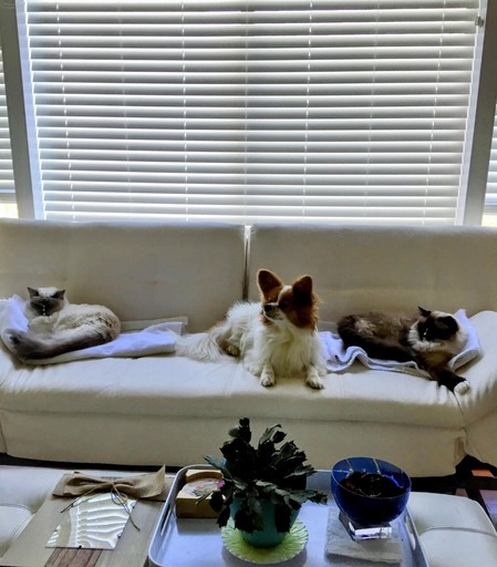 A sable and white papillon dog sitting between a white and gray cat and a brown and cream cat. They are on a white couch with white blinds behind it.