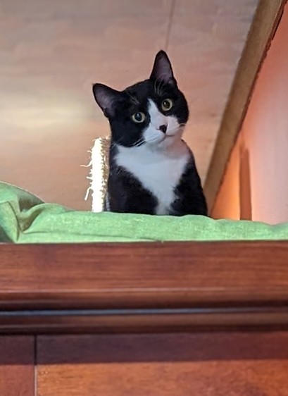 Betty the Tuxie Girl relaxing on top of the China cabinet.