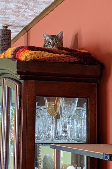 Stevie The Tabby Cat up on top of his China Cabinet loft suite.