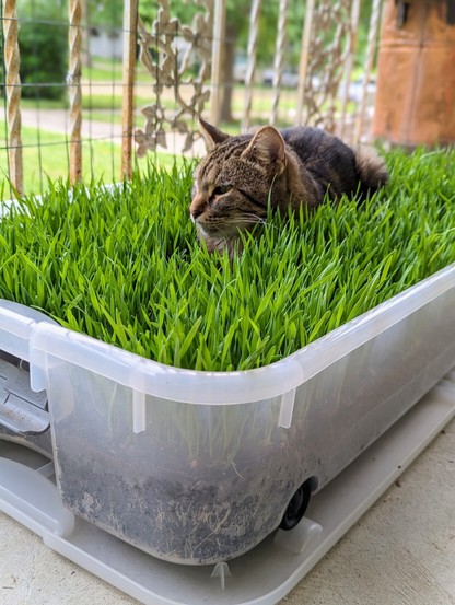 Stevie The Classic Tabby cat enjoying his cat grass bed.