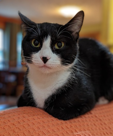Betty the Tuxie Girl loafing on the sofa back.