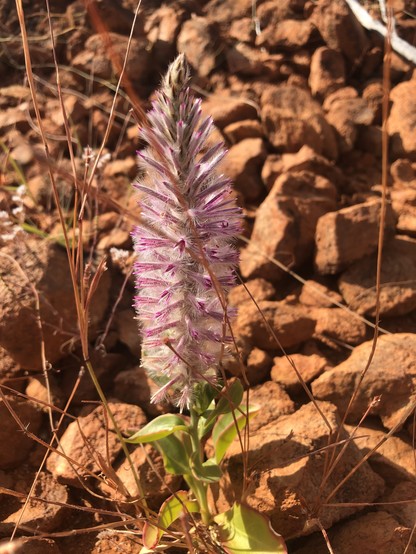 A single pink flower coming up out of rusty red rocks