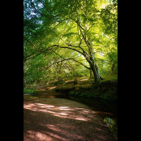A photograph of the same scene in summer and autumn. A manically hidden place in East Lothian.