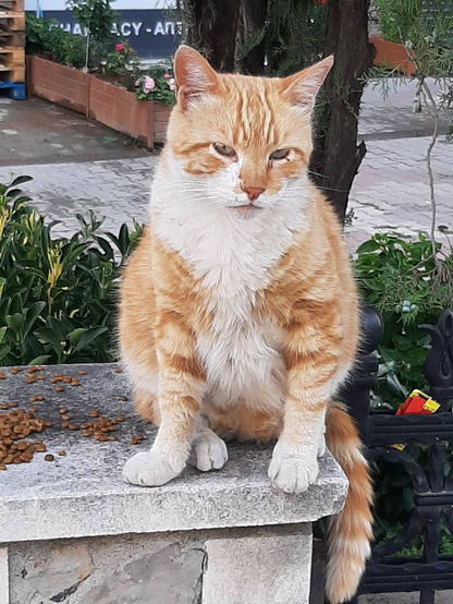 orangeweiße Katze, auf Sockel sitzend, blickt gelangweilt in die Gegend.
Futter neben ihr.