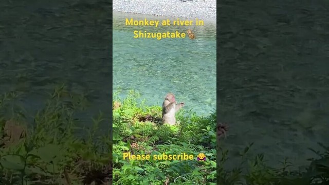 【JAPAN】Monkey at river in Shizugatake #pleasesubscribe #shorts #travel #trip #climbing  #mountain