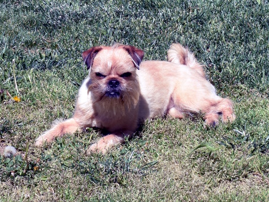A reddish tan Brussels Griffon laying on the grass, staring at the camera with a stern look on her face.
