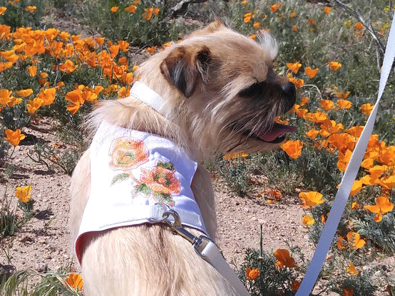 A reddish tan Brussels Griffon sits among a patch of orange poppies. Her back is to the camera and she wears a white denim harness with orange poppies stitched across the back. She's looking off to the right with her tongue lolling out.