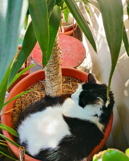 Lardge black and white domestic cat sitting in terracotta pot at base of a yucca plant hence the term 'yuccat'