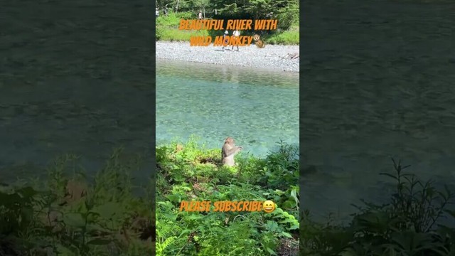 【JAPAN】Beautiful River With Wild Monkey #pleasesubscribe #vlog #blog #mountain #travel #nature
