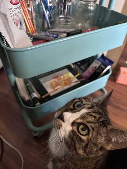 Tabby cat looking up at me after inspecting my Ikea art cart