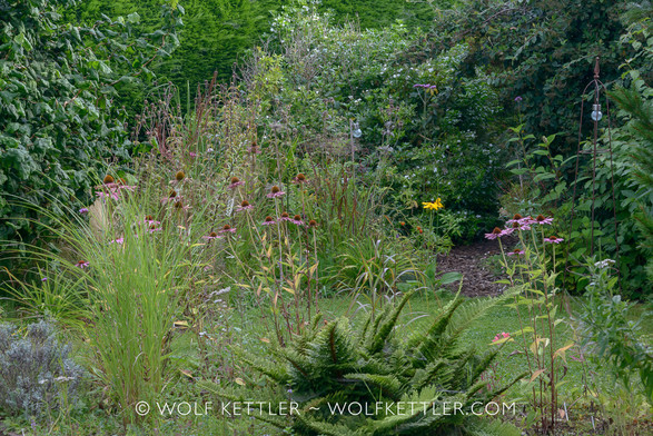 Photograph shows a part of our garden with a fern and a perennials border in the foreground. In the middle distance shrubs and another border and in the far distance a tall evergreen hedge. In the middle ground on the right is a narrow path, which snakes off into the stumpery, which is out of view.