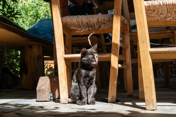 A tortoiseshell cat, sitting under a chair in a Greek tavern.