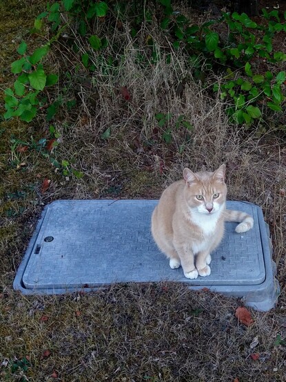 This is an orange tabby cat with a white patch on their chest their name is Hank and they're sitting on a water meter cover surrounded by brown grass with green plants in the background