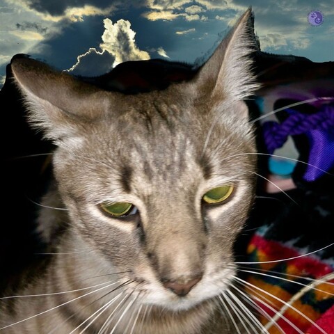 The head of a gray tabby teen caught with skewed ears and a confused expression, caught in the flash of an accidental selfie, with a stormy sky background, illustrating When Challenges Shift.