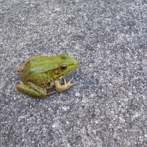 Medium-sized green frog sitting on concrete.