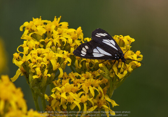 A black moth with white markings sits on a cluster of yellow flowers; plain dark background.
©BosqueBill.com