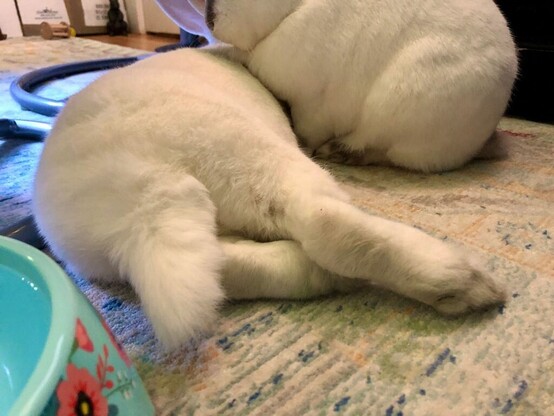 A closeup of Finneganâ€™s fine tail and back legs as he reclines on his left side