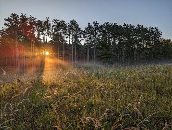 Sunrise through fog on Illinois prairie grasses. Tall pine trees in the distance are filtering the light. Lens flare is visible on the left side of the frame.