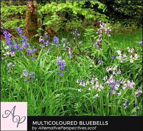 This is a patch of bluebells at one of the entrances to the woodland.  They make a very bright and cheerful welcome to the woodland.  I like the mix of blue, pink and white among the undergrowth.  These have larger flowers that the bluebells in the Memory Tree area.