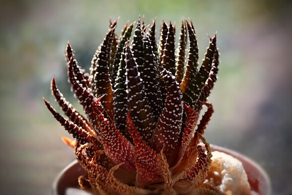 Small succulent plant, backlit, many narrow hard vertical leaves that come to a sharp point, tightly packed around a short invisible stem- they are huddled closely around the inner growing point. Leaves are a dark green, with rows of white raised tubercles across the surfaces.  Leaves are tinted reddish, especially farther from the centre, towards the bottom where some are quite red, then orangey, with dying/dead leaves towards bottom progressively paler, then dry shrunken and tan coloured.
background is blurred window glass with vague colours and shapes  from smudges and things outside.