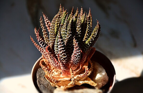 Small succulent plant in a plastic pot painted greyish, with stones on the soil surface, sitting on a faux marble countertop in a shaft of sunlight coming from the side, many narrow hard vertical leaves that come to a sharp point, tightly packed around a short invisible stem- they are huddled closely around the inner growing point. Leaves are a dark green, with rows of white raised tubercles across the surfaces.  Leaves are tinted reddish, especially farther from the centre, towards the bottom where some are quite red, then orangey, with dying/dead leaves towards bottom progressively paler, then dry shrunken and light tan coloured.