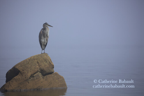 A great blue heron stands on a big boulder. The background is fog over the sea. The composition is simple.