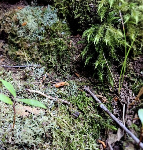 Forest floor with seedling, stick, pale green lichen and yellow-green moss. Dharug and Gundungurra country.