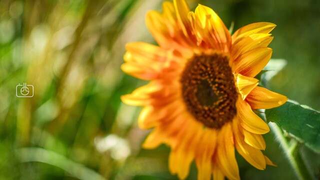 Sun-soaked closeup of a sunflower bloom streaked with orange, background blurred greenery