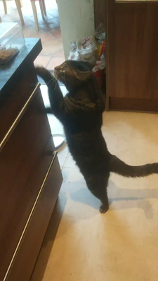 A video of a long tabby cat reaching up at full stretch towards the top of a kitchen cabinet while stratching at the side of the cabinet. After about 5 seconds he turns directly to the camera with a pleading look as if to say 'please feed me'