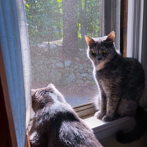 Two cats sit at a sunlit window with distant trees and a stone wall visible beyond the screen.