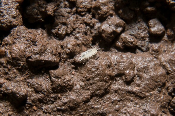 tiny little white clear isopod critter