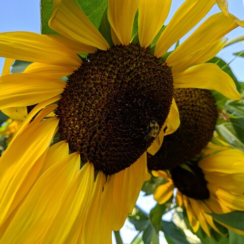 A closeup of a sunflower with a bumble bee on it. It is a small, more yellow than black, furry bee, possibly a Bombus vagans.