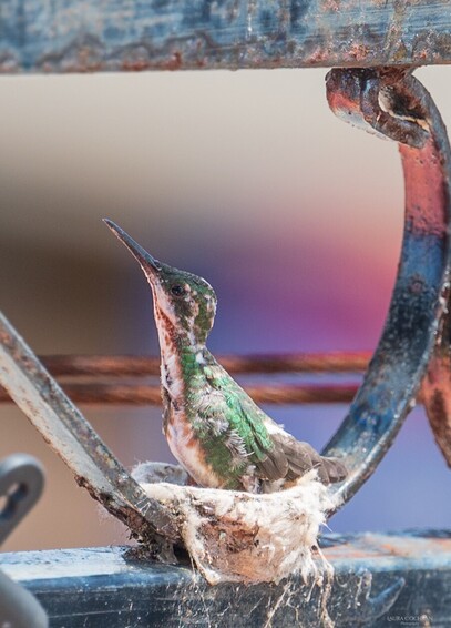 A baby hummingbird waits patiently in its nest, among wrought iron.