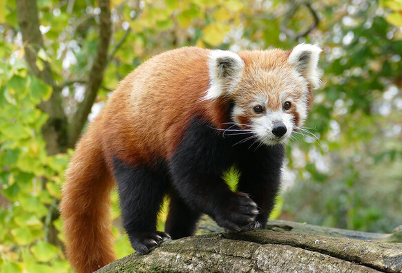 Ein Roter Panda lÃ¤uft Ã¼ber einen groÃŸen Ast. Die Krallen an seinen Pfoten sind gut erkennbar.