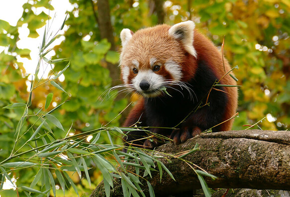 Ein Roter Panda sitzt auf einem Ast und verspeist Bambus. Vor ihm sind Bambuszweige. Ein Bambusblatt ragt dem Panda aus dem Mundwinkel.