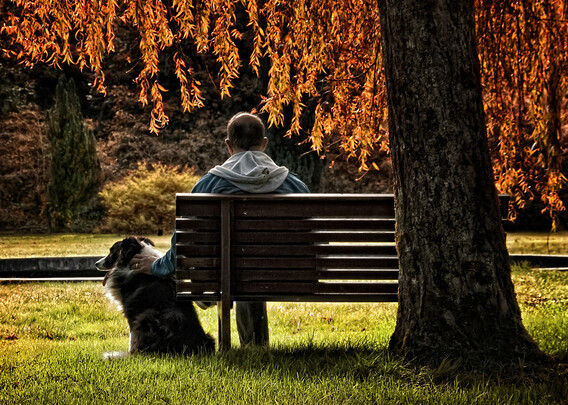 A bench under a weeping where a man is sitting, besides him a Border Collie pup, The tree has orange leaves, as it is autumn. The man is petting the dog. You see both of them from the back so no facial expression