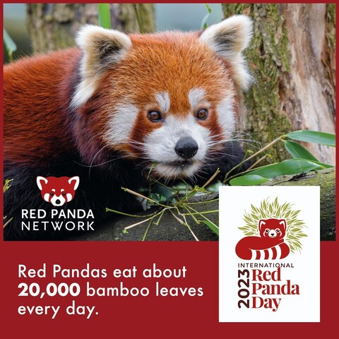 Photo of a Red Panda and a line that says "Red Pandas eat about 20,000 bamboo leaves every day.