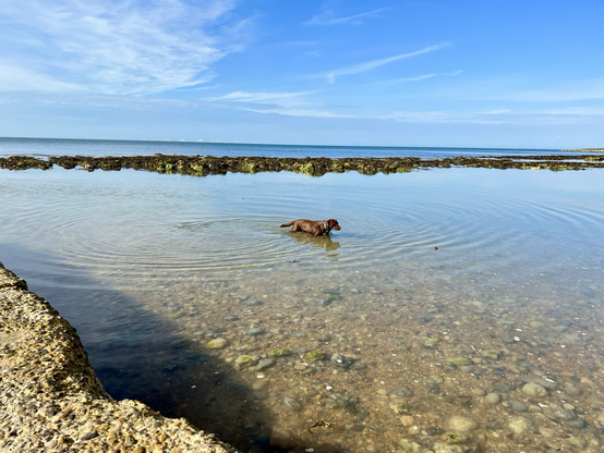chocolate Labrador returning to shore by wading through a large rockpool in the bright sunlight. The sea seems clear clise up and bright blue in the distance. The sky is a vivid blue too with a few clouds and jj