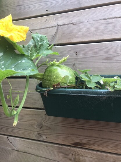 A cheeky pumpkin which is growing in a wall mounted tray of strawberry plants