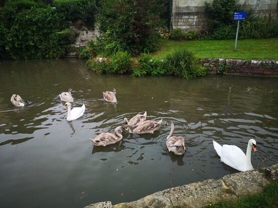 Swans and signets