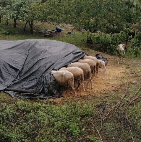 5 sheep in a row with their heads under a black plastic cover, they found the hey and are feeding themselves