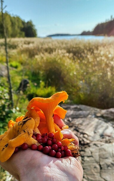 Hand holding orange chanterelle mushrooms and red lingonberries with reeds and sea in the distance