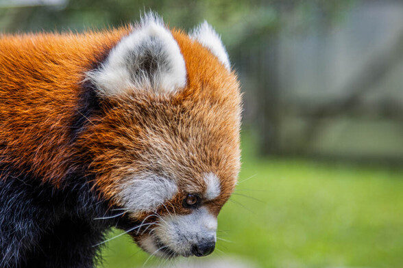 Azure Generated Description:
a red panda with white spots (34.56% confidence)
---------------
Azure Generated Tags:
animal (99.99% confidence)
mammal (99.98% confidence)
lesser panda (99.89% confidence)
red panda (96.00% confidence)
terrestrial animal (94.67% confidence)
panda (94.17% confidence)
outdoor (93.26% confidence)
snout (90.30% confidence)
fur (90.02% confidence)
wildlife (89.11% confidence)
grass (80.25% confidence)
zoo (79.11% confidence)