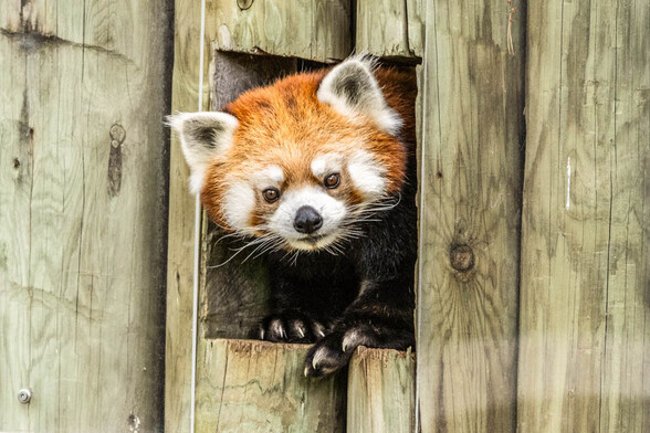 Azure Generated Description:
a red panda in a wooden enclosure (50.62% confidence)
---------------
Azure Generated Tags:
mammal (99.96% confidence)
animal (99.94% confidence)
lesser panda (99.07% confidence)
red panda (93.65% confidence)
panda (92.04% confidence)
zoo (91.85% confidence)
snout (91.57% confidence)
terrestrial animal (89.12% confidence)
outdoor (85.92% confidence)
wooden (64.83% confidence)
wood (63.74% confidence)
brown (60.93% confidence)
ground (55.92% confidence)
wildlife (40.37% confidence)