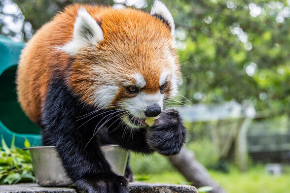 Azure Generated Description:
a red panda eating (46.98% confidence)
---------------
Azure Generated Tags:
mammal (100.00% confidence)
animal (99.99% confidence)
lesser panda (99.87% confidence)
outdoor (97.70% confidence)
red panda (96.00% confidence)
zoo (94.61% confidence)
terrestrial animal (93.14% confidence)
panda (92.97% confidence)
tree (92.05% confidence)
snout (91.88% confidence)
fur (85.12% confidence)
procyonidae (84.37% confidence)
grass (77.15% confidence)
wildlife (44.79% confidence)