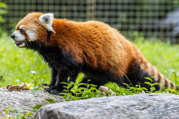 Azure Generated Description:
a red panda on a rock (55.49% confidence)
---------------
Azure Generated Tags:
animal (99.99% confidence)
mammal (99.99% confidence)
lesser panda (99.46% confidence)
terrestrial animal (96.71% confidence)
outdoor (96.25% confidence)
red panda (94.84% confidence)
zoo (93.17% confidence)
snout (91.05% confidence)
grass (90.26% confidence)
fur (87.96% confidence)
wildlife (86.32% confidence)
plant (84.04% confidence)
panda (82.15% confidence)