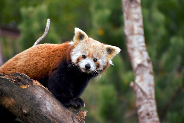 A Red Panda sitting on a branch is looking to you.